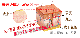 肌表面の断面イメージ図。表皮の厚さは約0.2ミリ。洗い過ぎ・奪い過ぎはNG!肌トラブル・老化の原因に!!